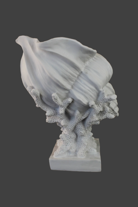 Seashell Coral